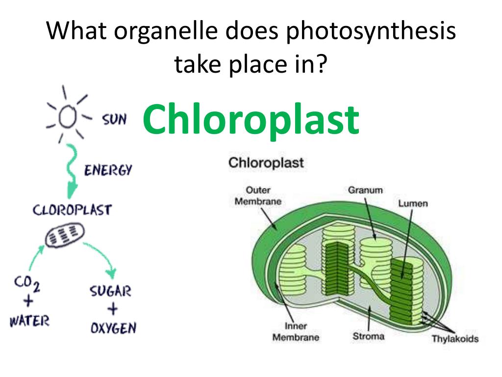 Organelle of photosynthesis