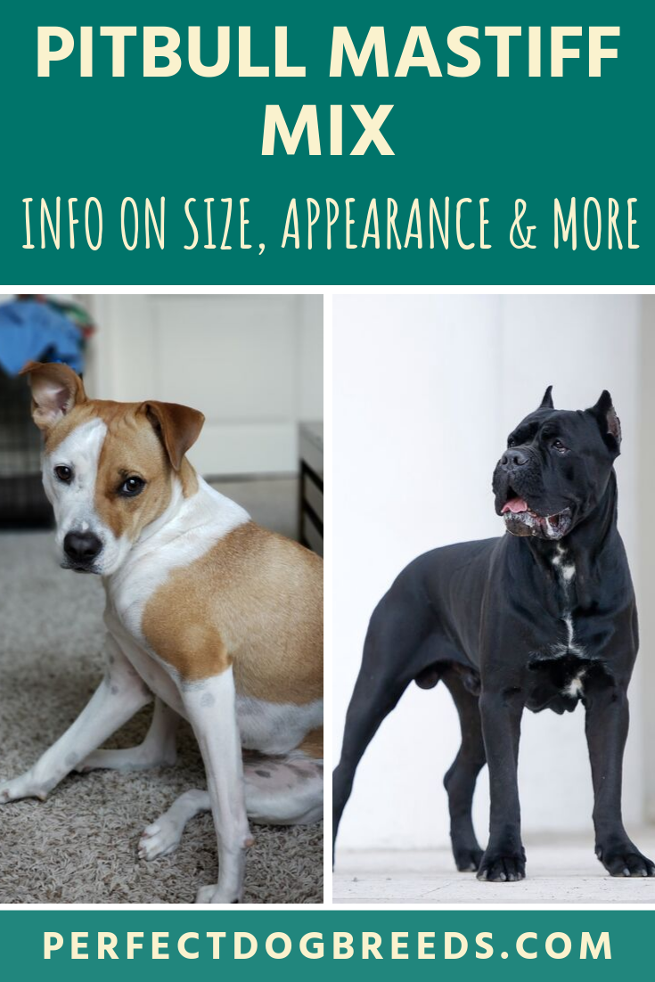 Full grown pitbull mastiff mix size