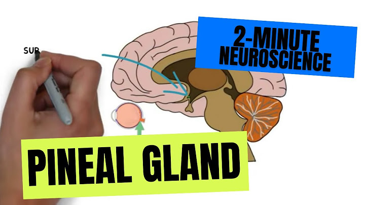 The pineal gland secretes a single hormone which is