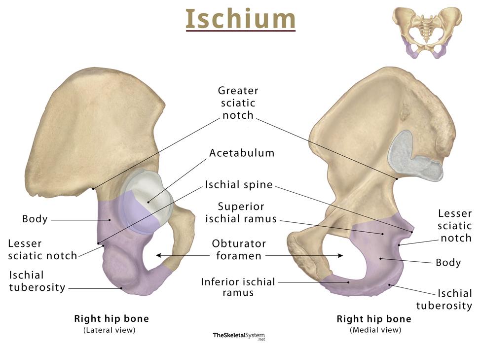 Ischium bones
