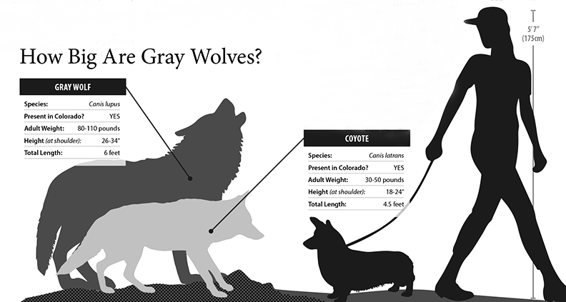 How big is a gray wolf