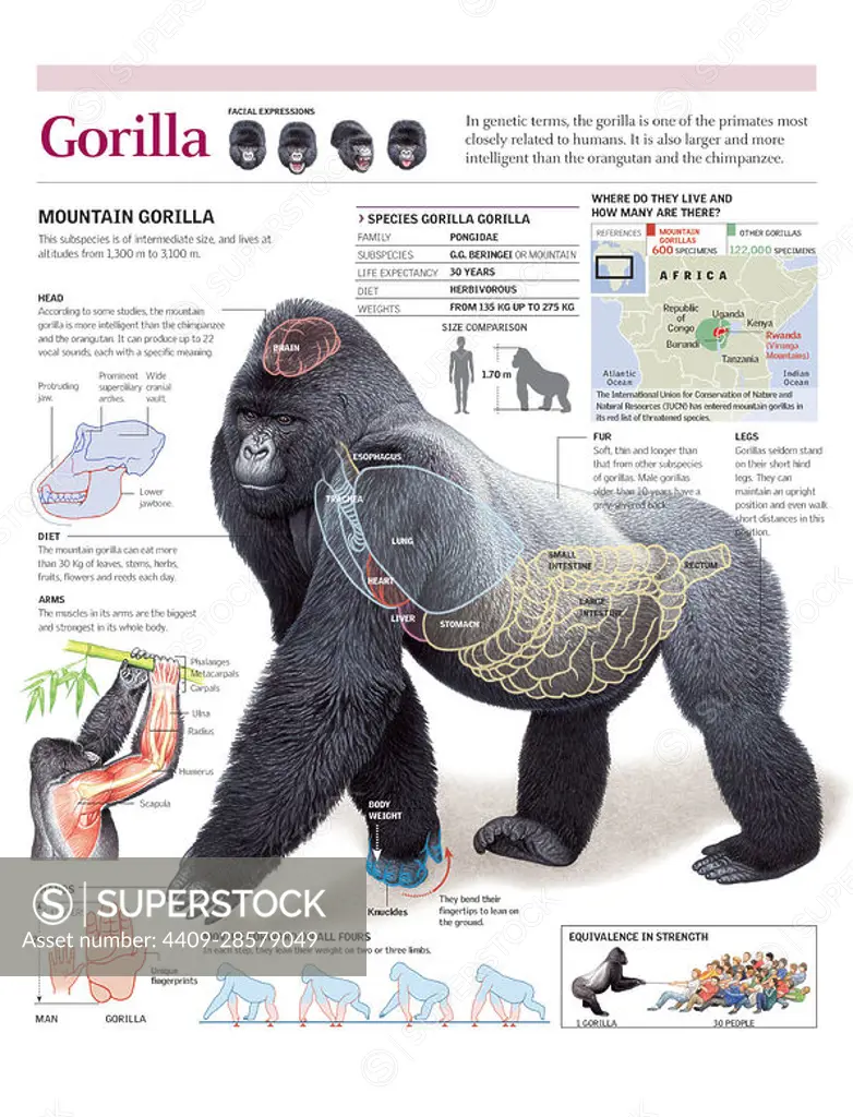 Physical adaptations of a gorilla
