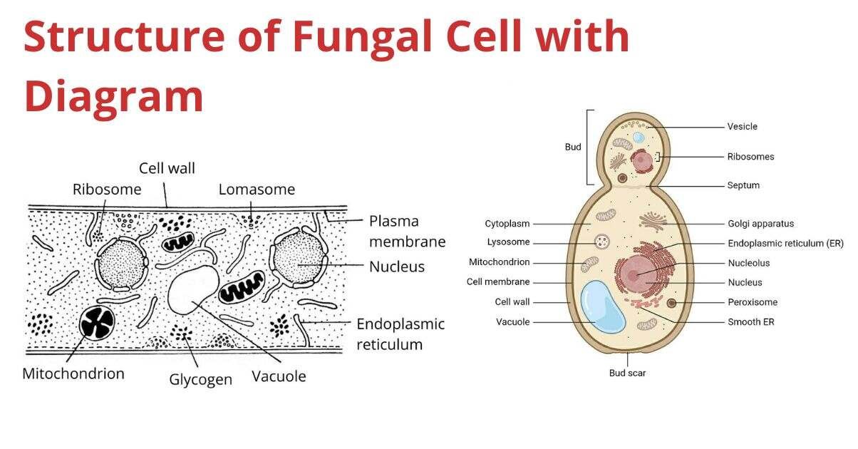 Fungi cell type