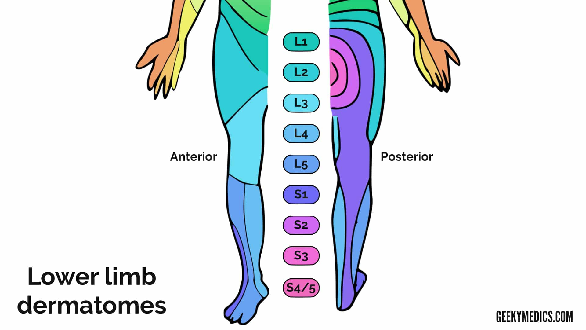 Dermatomes s2