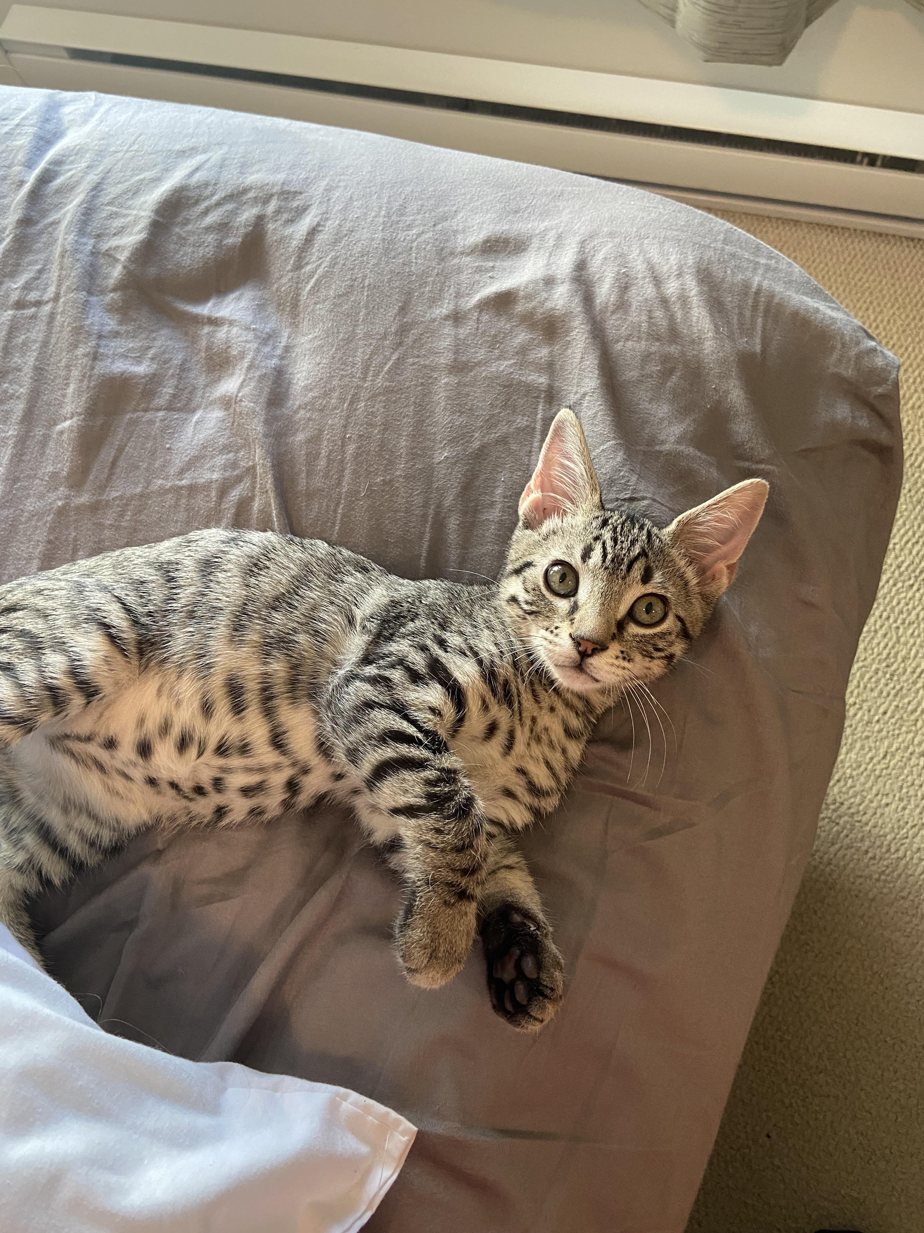 Bengal grey tabby mix