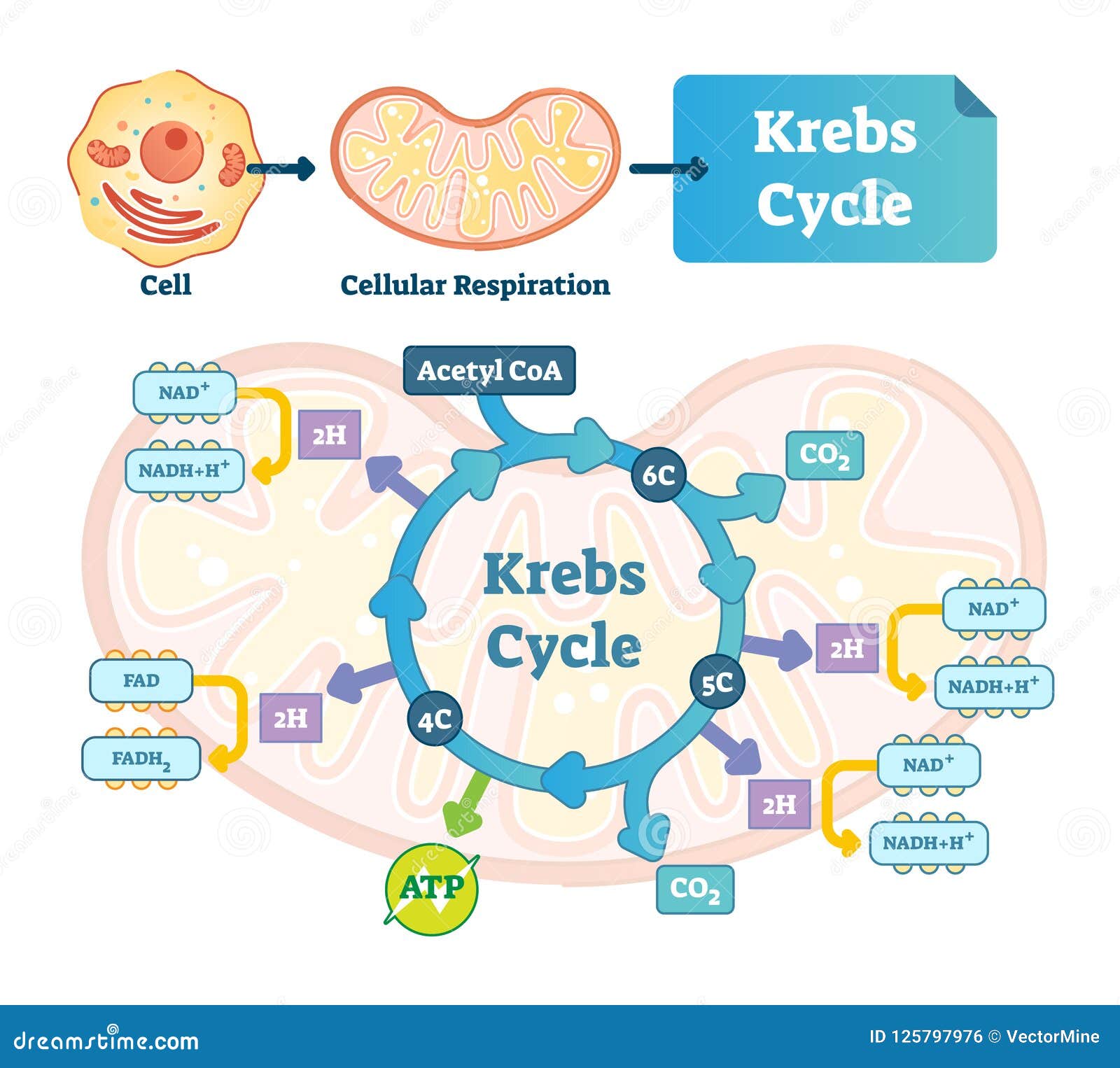What is krebs
