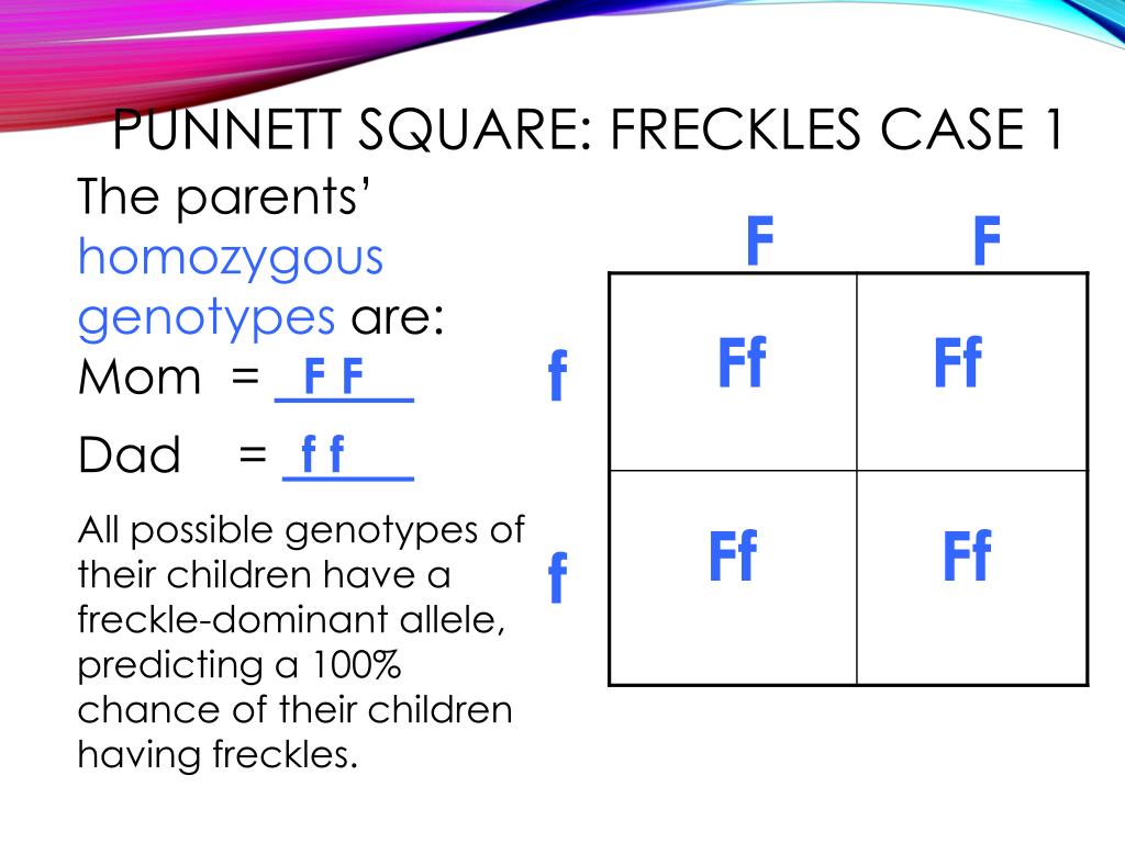 Freckles punnett square